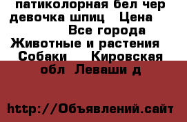 патиколорная бел/чер девочка шпиц › Цена ­ 15 000 - Все города Животные и растения » Собаки   . Кировская обл.,Леваши д.